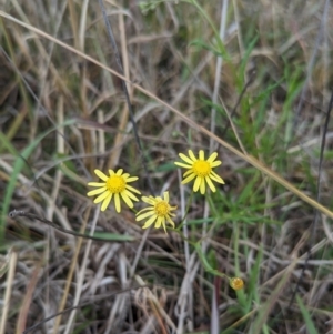 Senecio madagascariensis (Madagascan Fireweed, Fireweed) at Lions Youth Haven - Westwood Farm by HelenCross