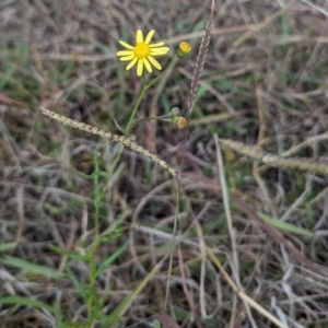 Senecio madagascariensis at Lions Youth Haven - Westwood Farm A.C.T. - 29 Apr 2024