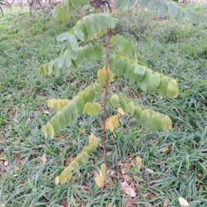 Robinia pseudoacacia at Hackett, ACT - 30 Apr 2024