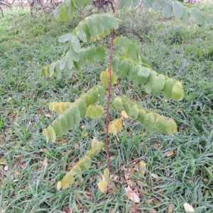 Unidentified Other Tree at suppressed by abread111