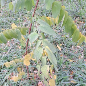 Robinia pseudoacacia at Hackett, ACT - 30 Apr 2024