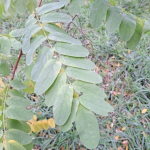 Robinia pseudoacacia at Hackett, ACT - 30 Apr 2024