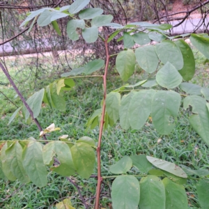 Robinia pseudoacacia at Hackett, ACT - 30 Apr 2024