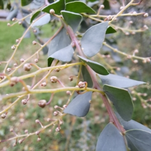 Acacia pravissima at Hackett, ACT - 30 Apr 2024