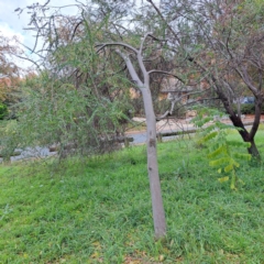 Acacia pravissima at Hackett, ACT - 30 Apr 2024