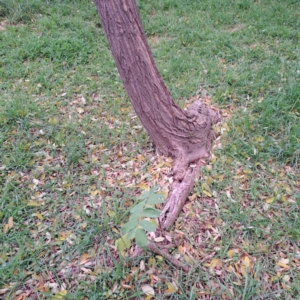 Robinia pseudoacacia at Hackett, ACT - 30 Apr 2024