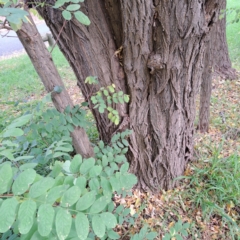 Robinia pseudoacacia at Hackett, ACT - 30 Apr 2024