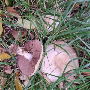 Agaricus sp. at Hackett, ACT - 30 Apr 2024