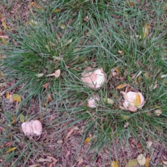 Agaricus sp. at Hackett, ACT - 30 Apr 2024