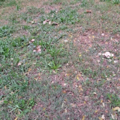 Agaricus sp. at Hackett, ACT - 30 Apr 2024 02:24 PM