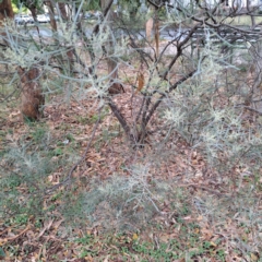 Acacia boormanii (Snowy River Wattle) at Hackett, ACT - 30 Apr 2024 by abread111