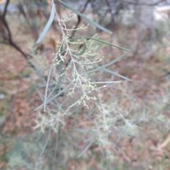 Acacia boormanii at Hackett, ACT - 30 Apr 2024 02:24 PM