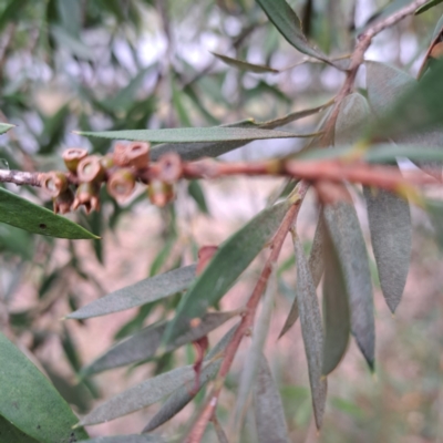 Melaleuca (genus) (A Melaleuca) at Hackett, ACT - 30 Apr 2024 by abread111