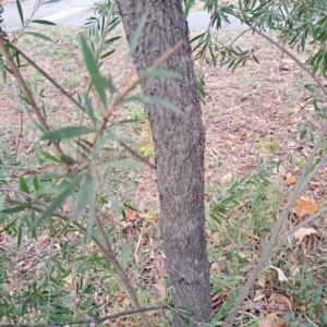 Melaleuca sp. at Hackett, ACT - 30 Apr 2024