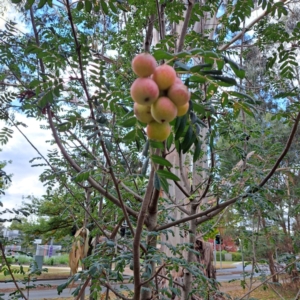 Sorbus domestica at Hackett, ACT - 30 Apr 2024 02:27 PM