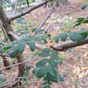 Sorbus domestica at Hackett, ACT - 30 Apr 2024 02:27 PM