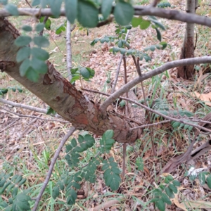 Sorbus domestica at Hackett, ACT - 30 Apr 2024