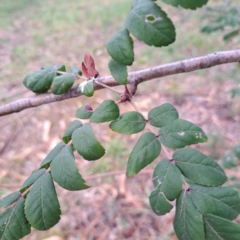 Sorbus domestica at Hackett, ACT - 30 Apr 2024 02:27 PM