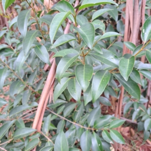 Ligustrum lucidum at Hackett, ACT - 30 Apr 2024 02:27 PM