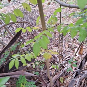 Fraxinus angustifolia subsp. angustifolia at suppressed by abread111