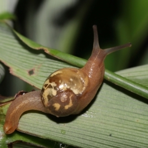 Mysticarion porrectus (Golden Semi-slug) at ANBG by TimL