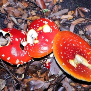 Amanita muscaria at ANBG - 30 Apr 2024