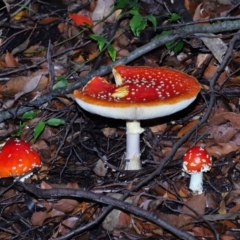 Amanita muscaria at ANBG - 30 Apr 2024