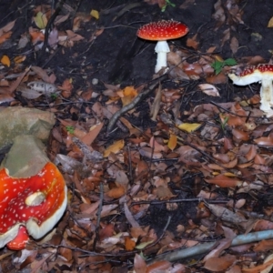 Amanita muscaria at ANBG - 30 Apr 2024