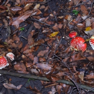 Amanita muscaria at ANBG - 30 Apr 2024