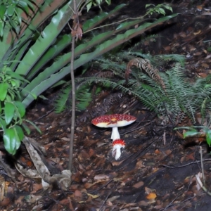 Amanita muscaria at ANBG - 30 Apr 2024