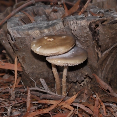 Unidentified Cap on a stem; gills below cap [mushrooms or mushroom-like] at ANBG - 30 Apr 2024 by TimL