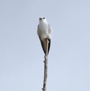 Elanus axillaris at Lawson, ACT - 30 Apr 2024