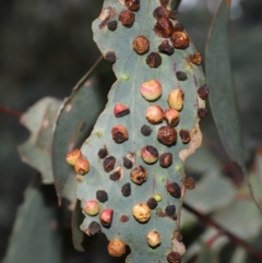 Unidentified Eucalyptus Gall at suppressed - 28 Apr 2024 by TimL