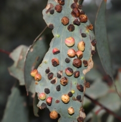 Unverified Eucalyptus Gall at Namadgi National Park - 28 Apr 2024 by TimL