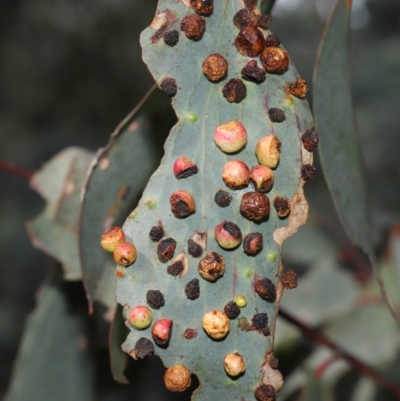 Unidentified Eucalyptus Gall at Namadgi National Park - 28 Apr 2024 by TimL