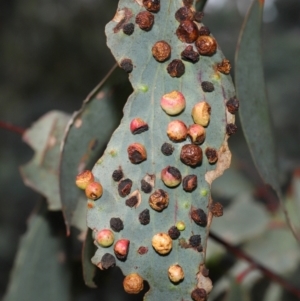 Unidentified Eucalyptus Gall at suppressed by TimL