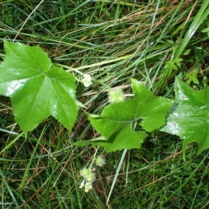 Sicyos australis (Star Cucumber) at Corunna, NSW by plants