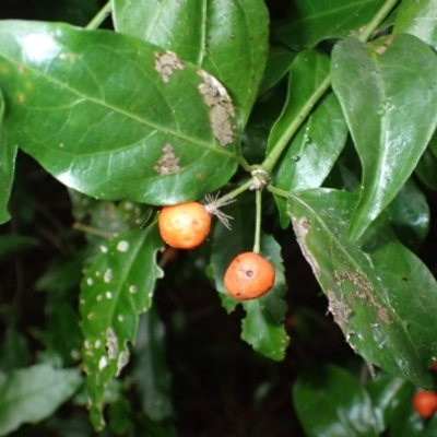 Gynochthodes jasminoides (Sweet Morinda) at Corunna, NSW - 24 Apr 2024 by plants