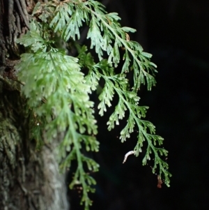 Abrodictyum caudatum at Kooraban National Park - 24 Apr 2024