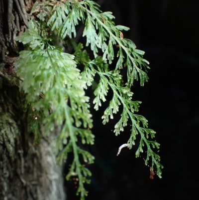 Abrodictyum caudatum (Jungle Bristle Fern) at Kooraban National Park - 24 Apr 2024 by plants