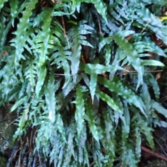 Microsorum scandens (Fragrant Fern) at Kooraban National Park - 24 Apr 2024 by plants