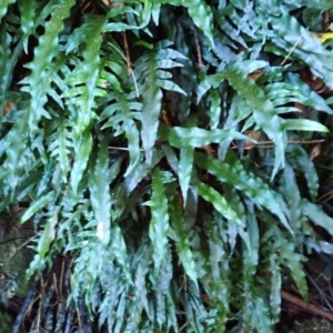 Microsorum scandens (Fragrant Fern) at Dignams Creek, NSW by plants