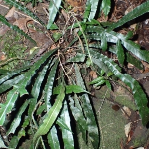 Blechnum patersonii subsp. patersonii (Strap Water Fern) at Dignams Creek, NSW by plants
