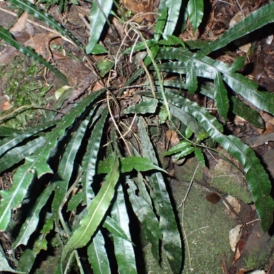 Blechnum patersonii subsp. patersonii (Strap Water Fern) at Kooraban National Park - 24 Apr 2024 by plants