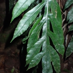 Blechnum patersonii subsp. patersonii at Kooraban National Park - 24 Apr 2024