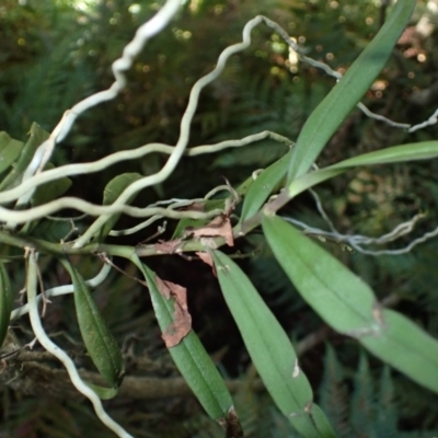 Plectorrhiza tridentata (Tangle Orchid) at Kooraban National Park - 24 Apr 2024 by plants