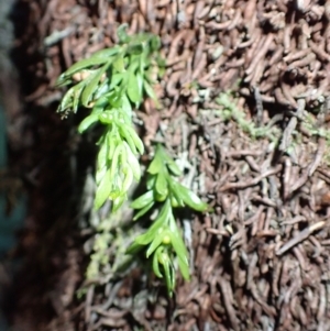 Tmesipteris parva (Small Fork Fern) at Dignams Creek, NSW by plants