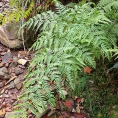 Pteris tremula (Tender Brake) at Dignams Creek, NSW - 24 Apr 2024 by plants