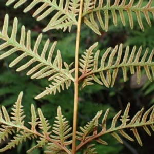 Pteris tremula at Kooraban National Park - 24 Apr 2024