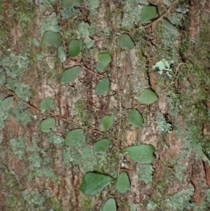 Pyrrosia rupestris (Rock Felt Fern) at Dignams Creek, NSW by plants